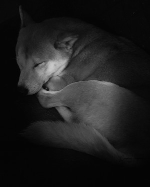 Black and White dog